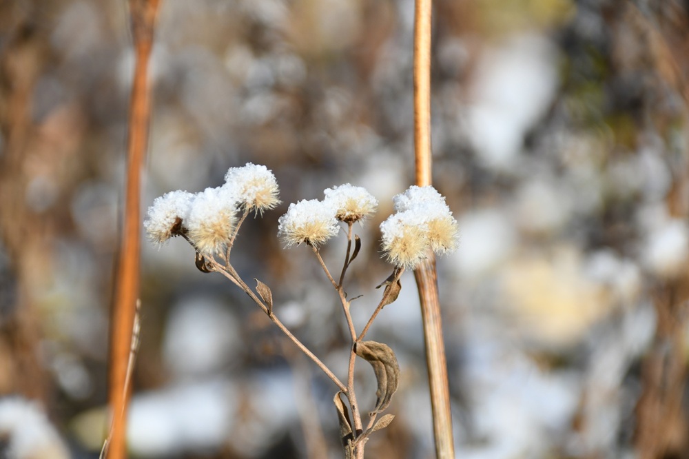 枯れた花の上に乗っている白い雪