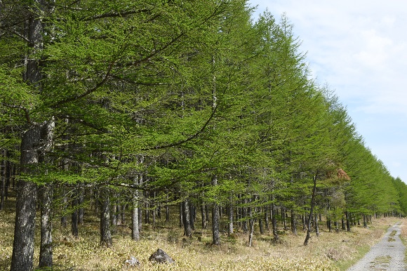 青々としたカラマツの林