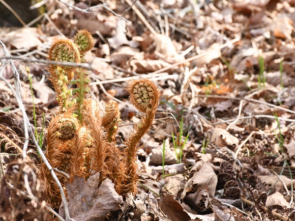 地面から顔を出すシダ植物