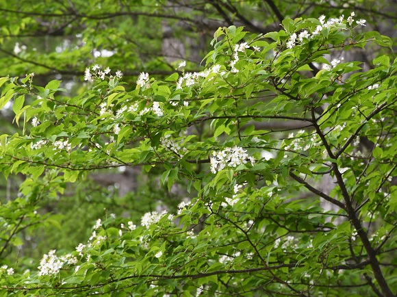 葉の上に白い花