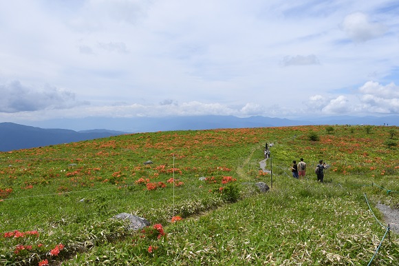 草原の緑とツツジの赤