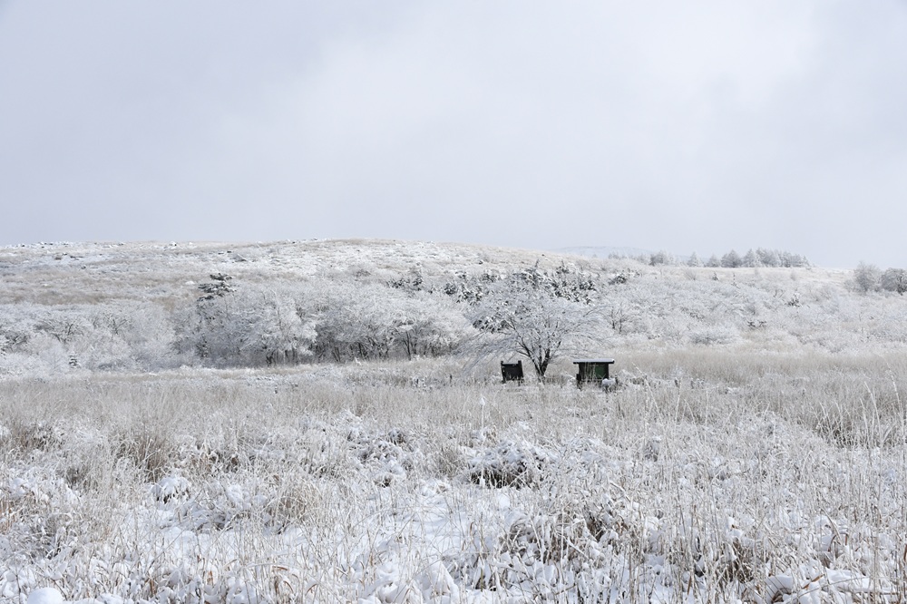 草木が白くなっている