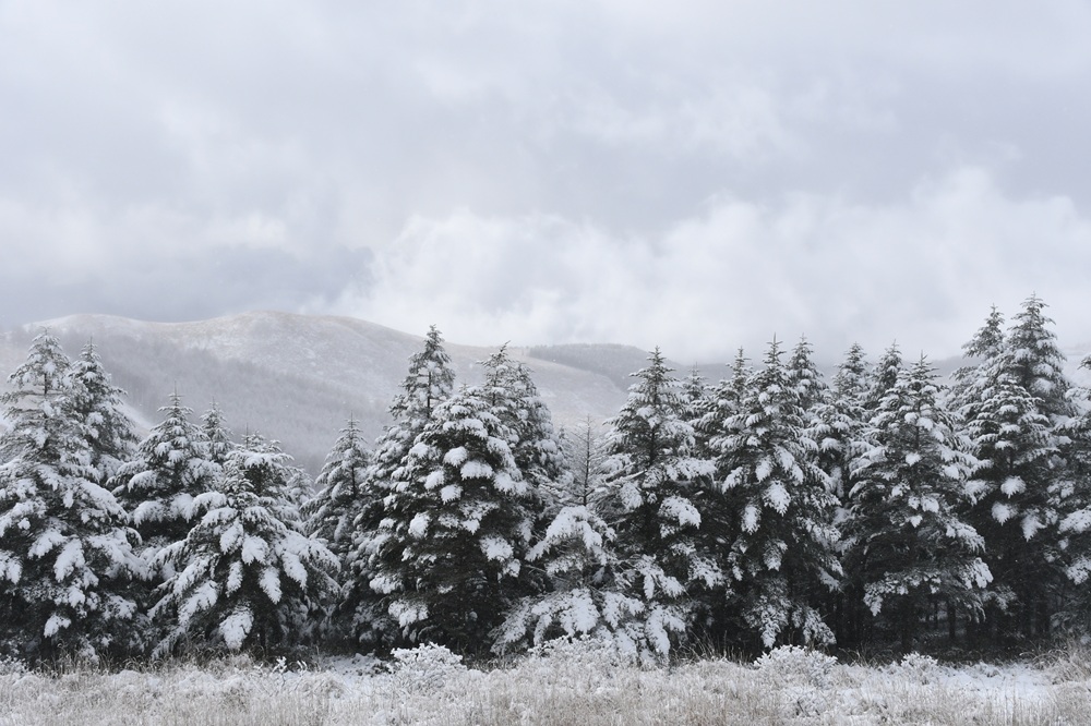 雪がついた木々