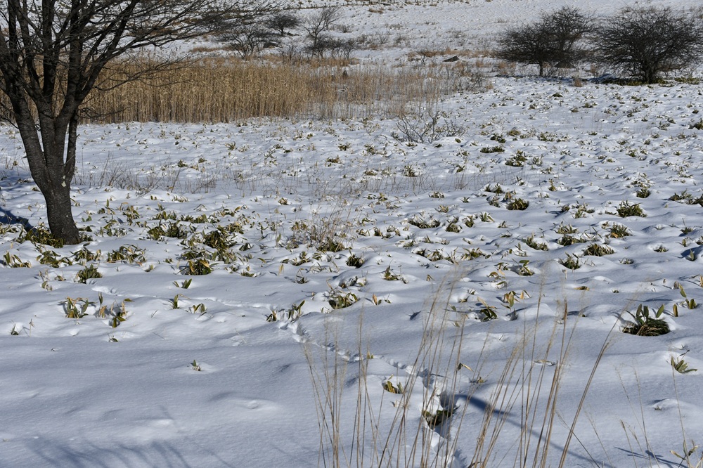 雪の中に踏み跡