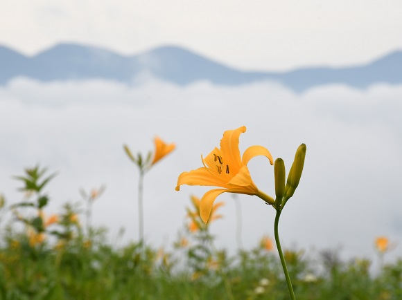 色鮮やかな黄色の花