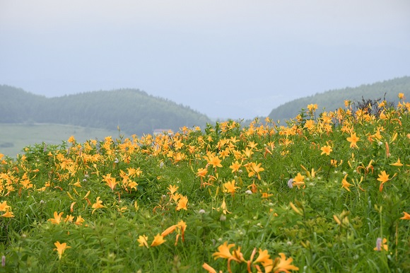 黄色い花と山並み