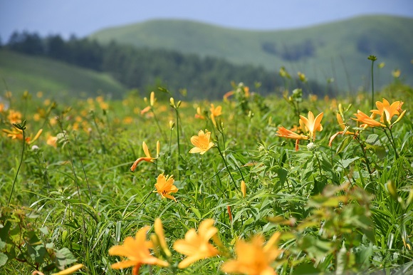 日ざしを受ける花