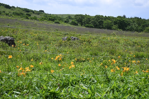 電気柵に囲まれた花