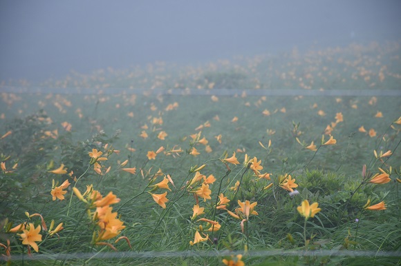 霧の中で咲くニッコウキスゲ