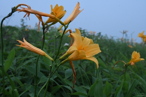 しおれた花が付いたニッコウキスゲ