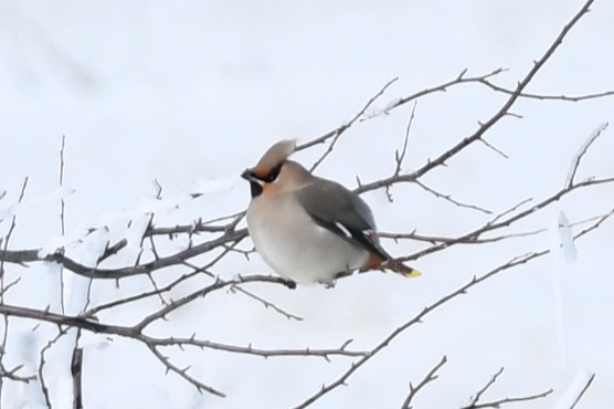 体は丸く鶏冠のような羽がある鳥
