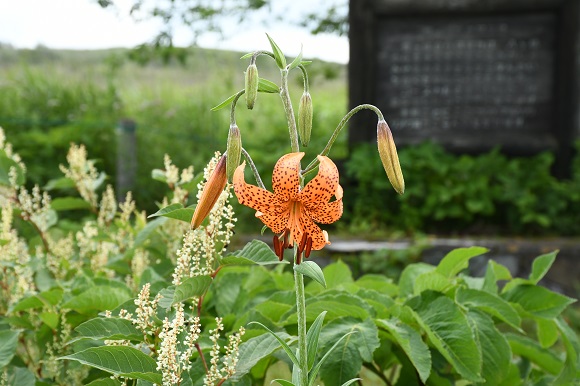 オレンジの花