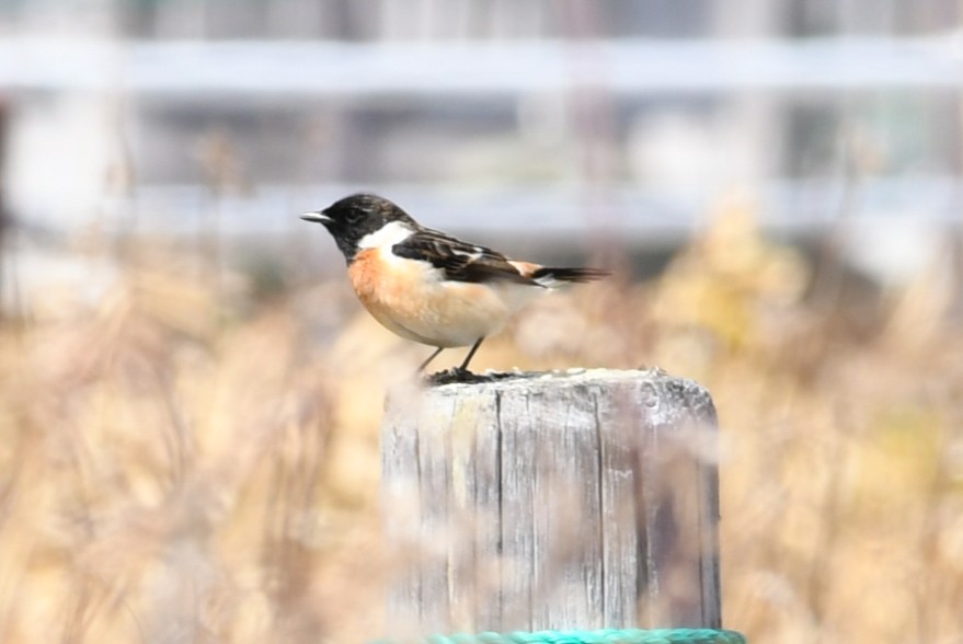 ノビタキがやって来ましたの画像