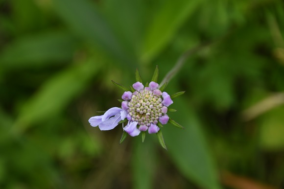 小さい花が1つ開花