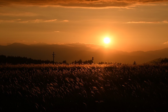 夕日に染まるススキ草原