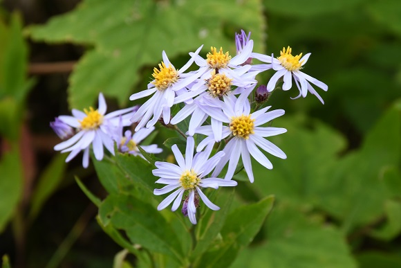 薄紫色の花