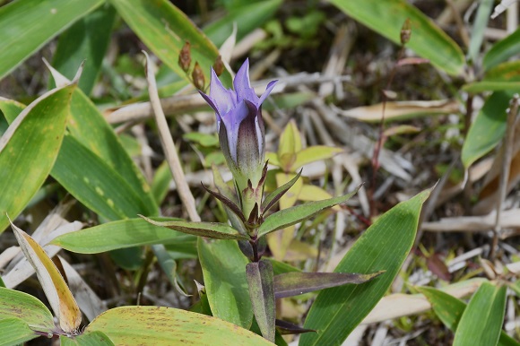 上向きの紫色の花