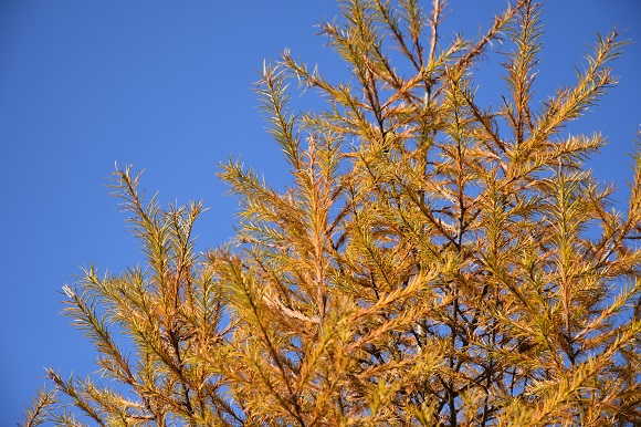 青空とカラマツの黄色い葉