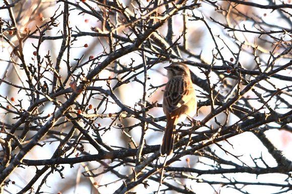 木に止まる鳥