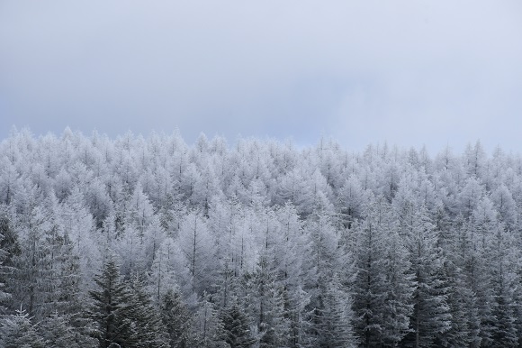 雪で白くなった木々
