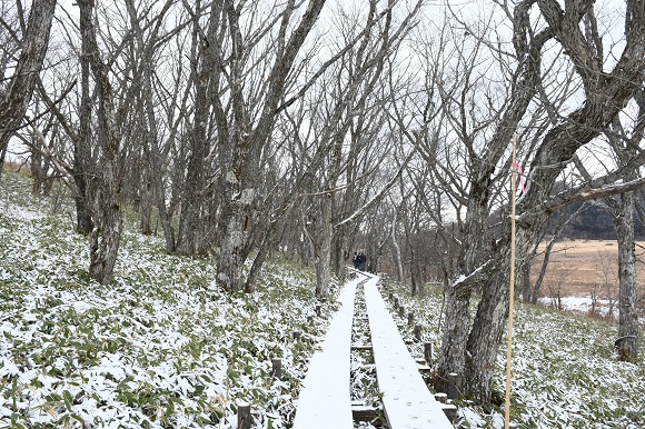 地面と木道に雪