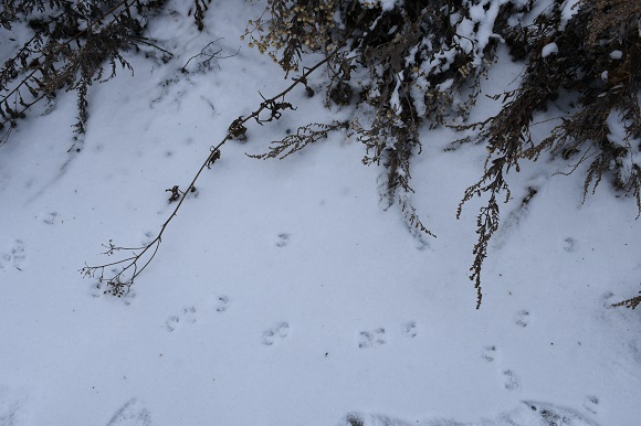 ちょんちょんと小さな足跡が雪の上に