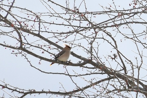 丸みを帯びた鳥の姿