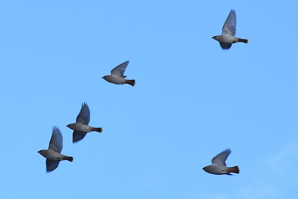 鳥の群れ