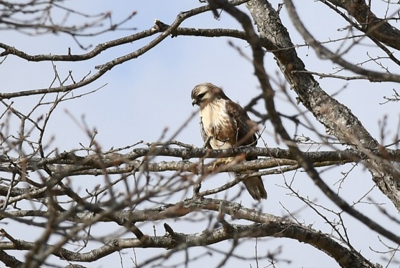 木の枝にとまる大型の鳥(胸が白い)