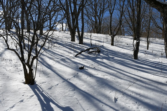雪の上にまっすぐの足跡が続く