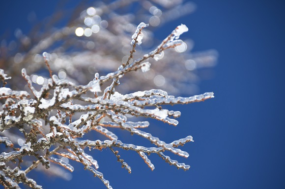 枝に付く氷がキラキラ輝いている