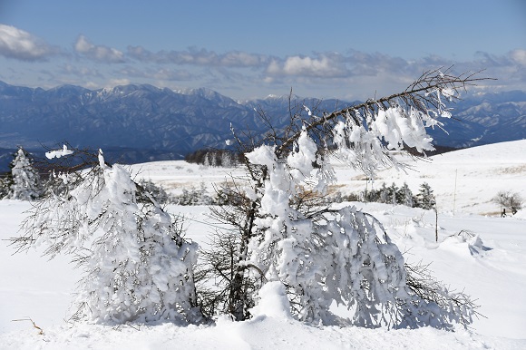 雪の重さで枝が垂れ下がっている様子