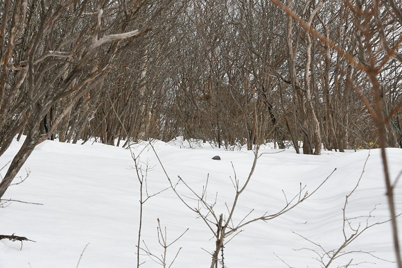 葉を落とした木々と足元の雪