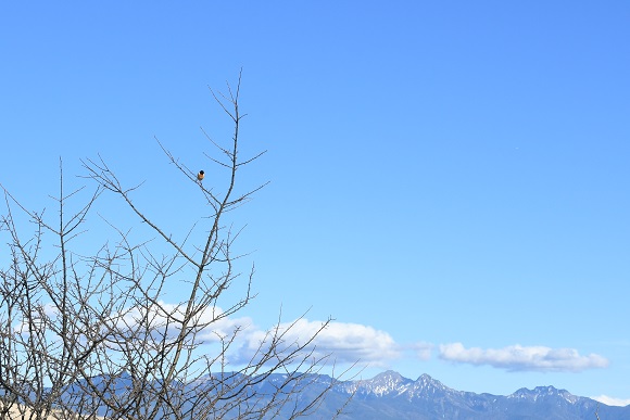 高い木に止まる鳥と山並み