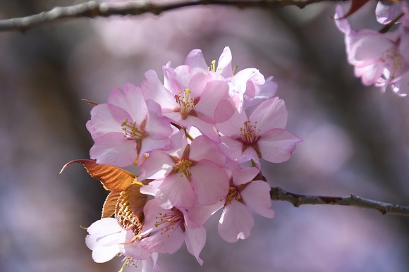 サクラの花