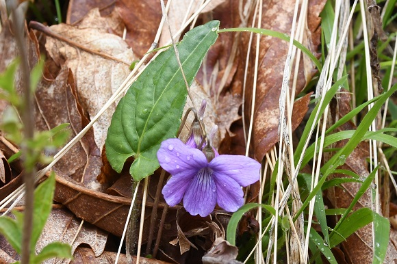 青紫色で細長い葉のスミレ