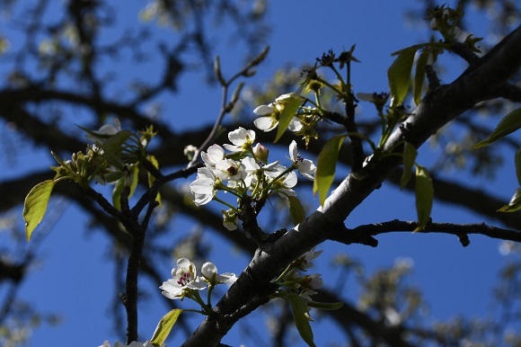 木に咲く白い花
