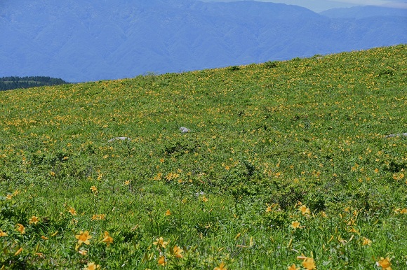 ニッコウキスゲ開花状況【2024年７月５日】の画像