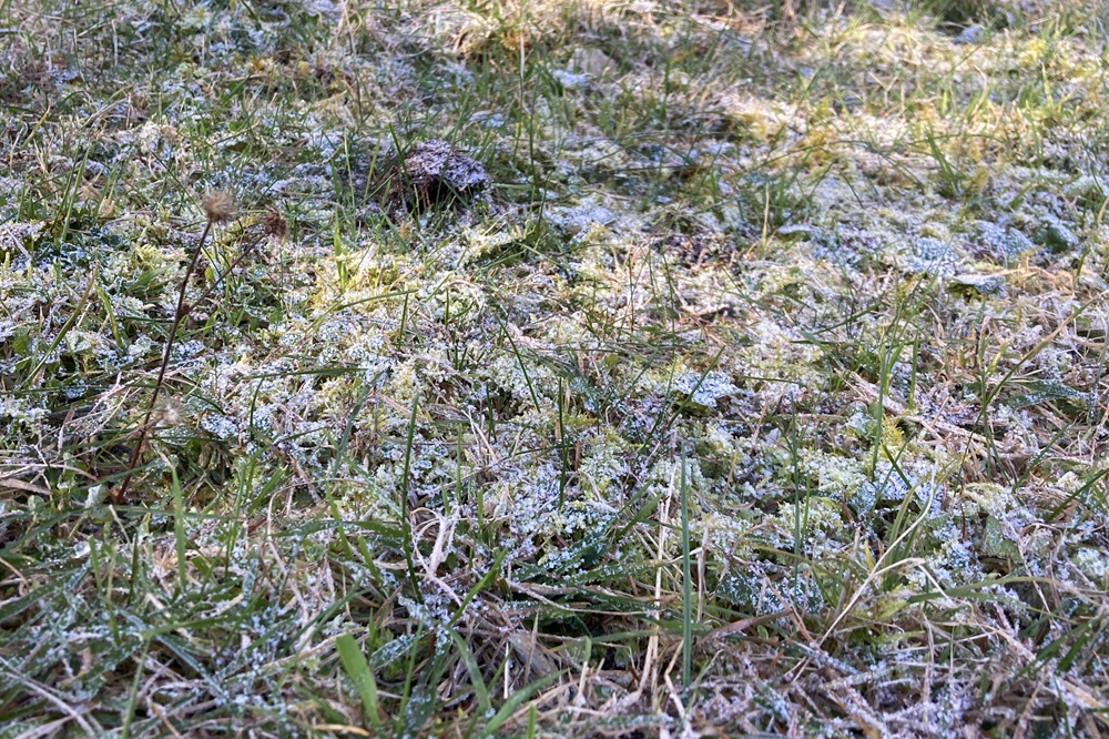 草地が雪で少し白い