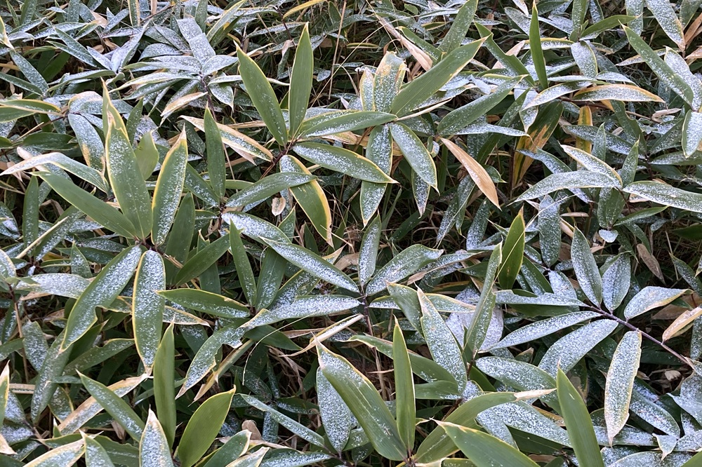 笹の上が雪でうっすら白い