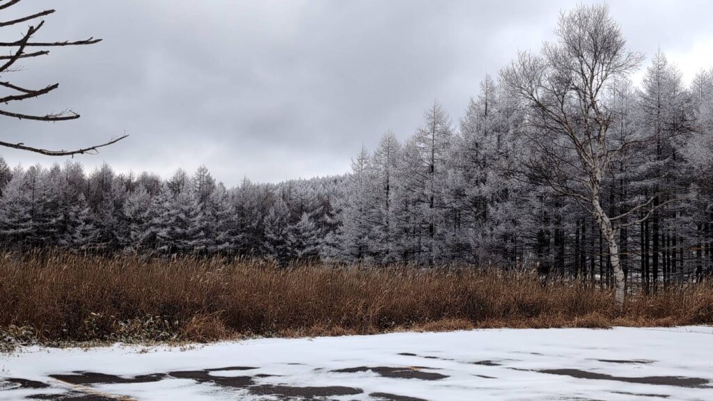 霧ヶ峰の霧氷の画像