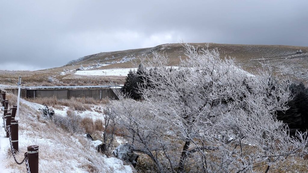 曇り空で、木々の枝が真っ白になっている