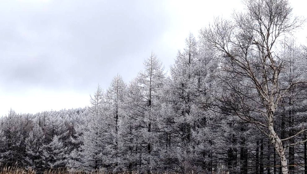 霧ヶ峰の霧氷の画像