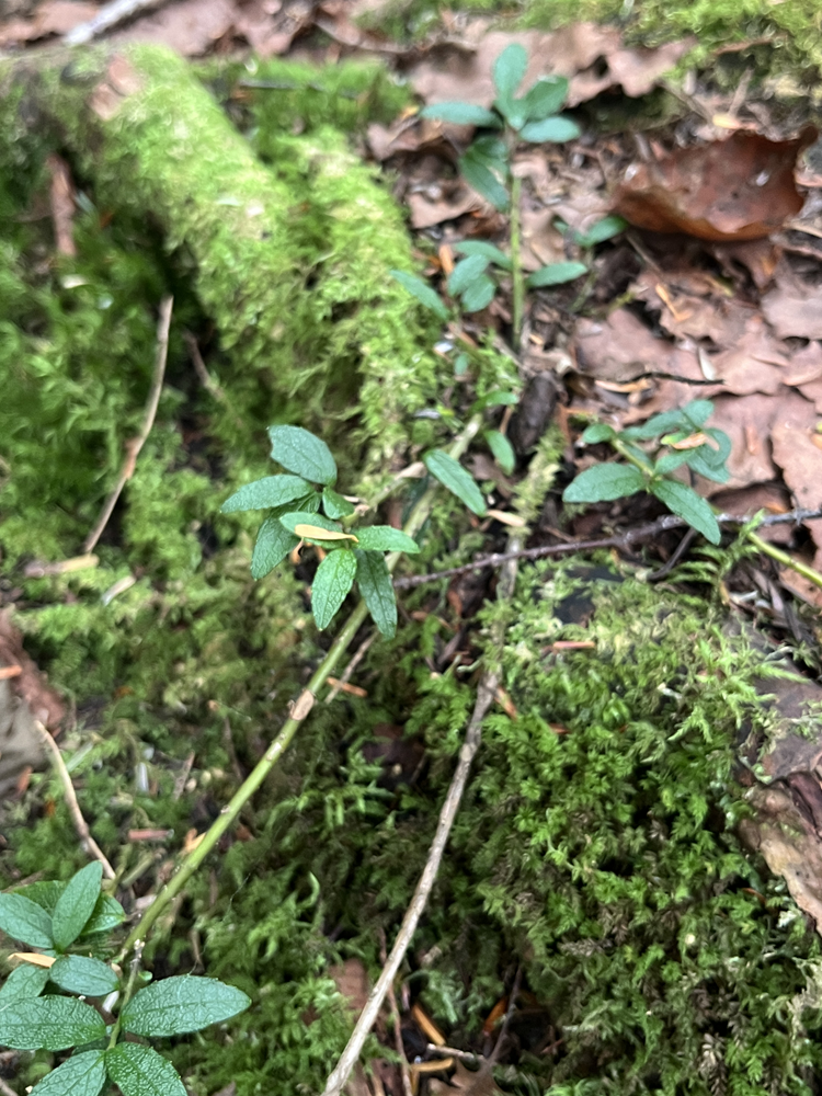 葉が細く地面を這う植物