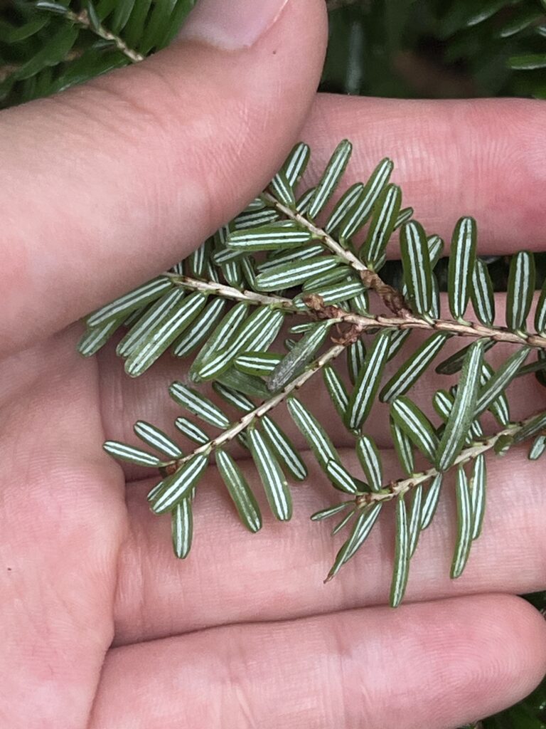 コメツガの裏面