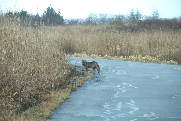 道路の脇にいる動物