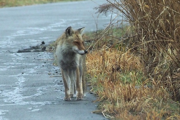ボランティア活動紹介と、キツネとの遭遇の画像
