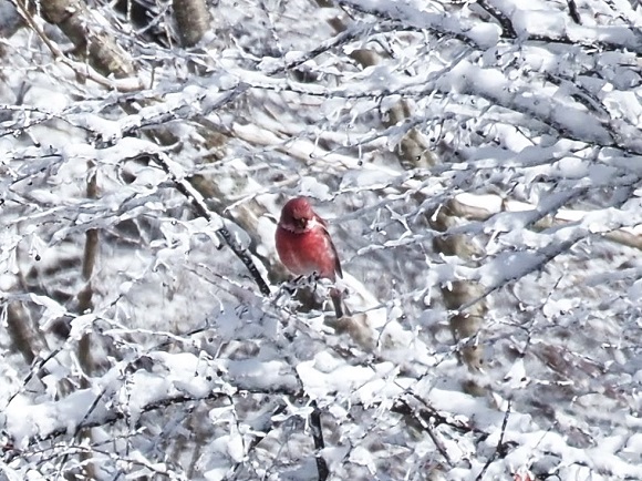 雪が積もった木に止まる赤い鳥