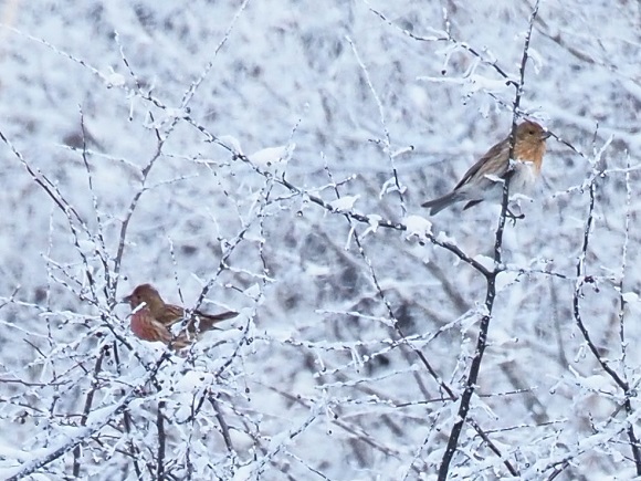 雪の中に二羽の鳥