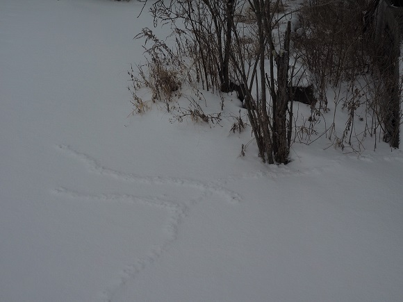 木の根元まで続く雪の上の迷路